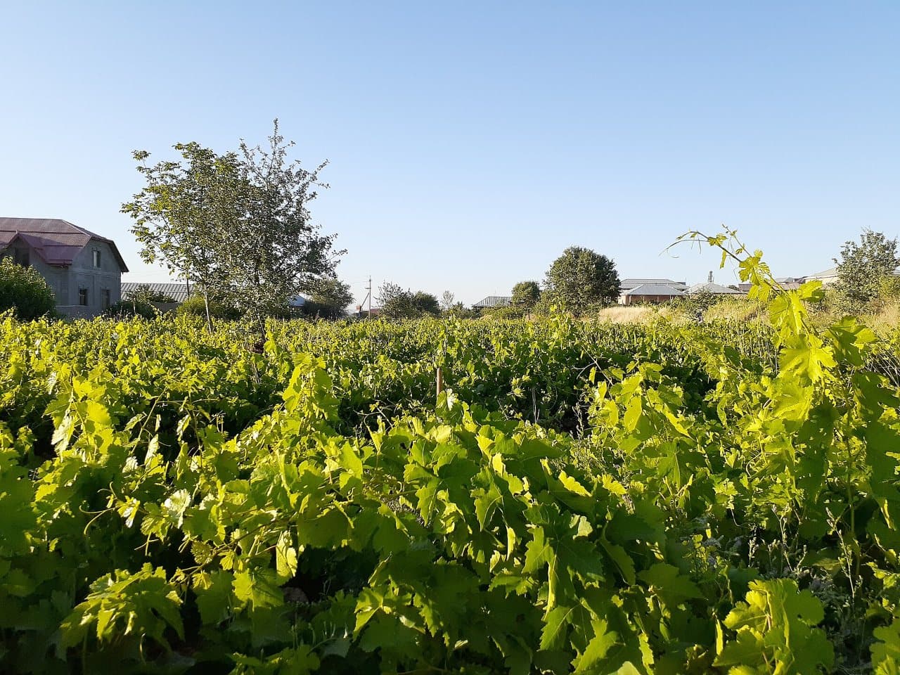 Vins d'Ouzbékistan : vignobles et dégustations autour de Samarcande
