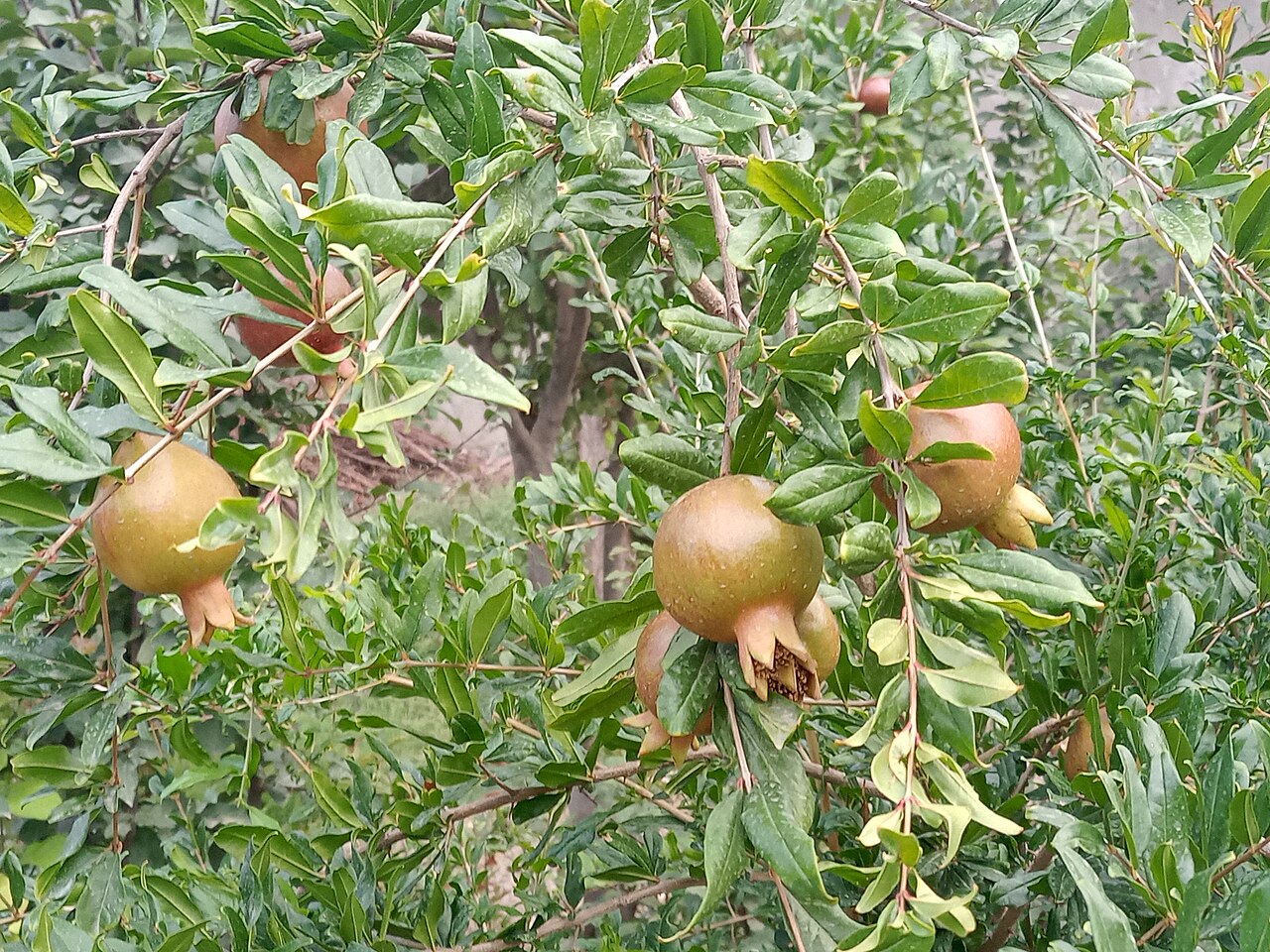 Grenades sur l'arbre
