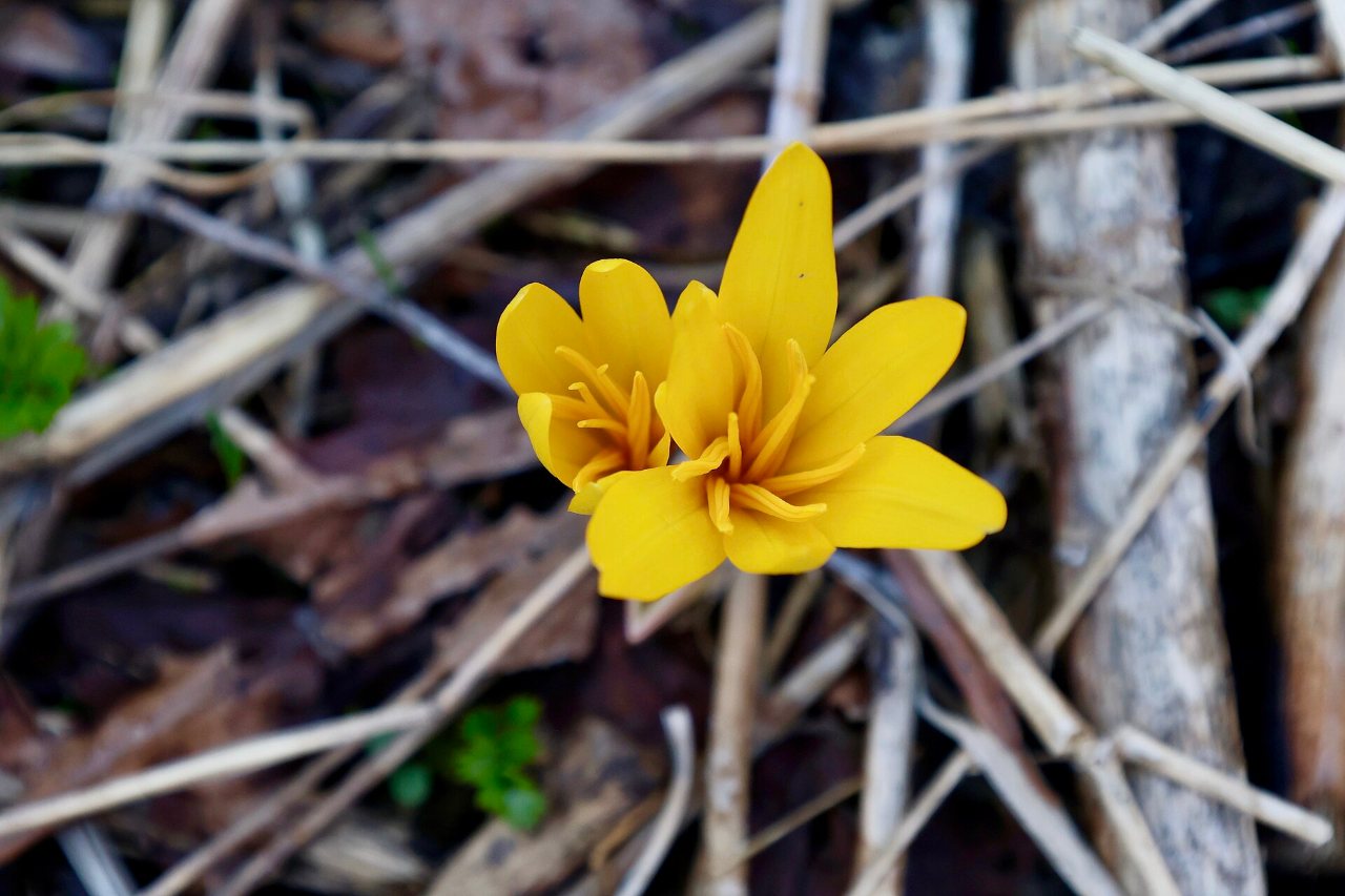 Tulipe sauvage dans les montagnes d'Ouzbékistan au printemps